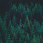 Dense evergreen forest with deep green pine or spruce trees. The coniferous trees create a thick canopy against a dark background, showcasing the vibrant emerald tones of the needles.